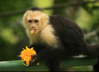        hotel karahe capuchin monkey 
  - Costa Rica