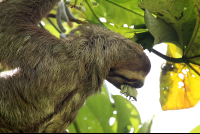        hacienda baru attraction three toed sloth 
  - Costa Rica