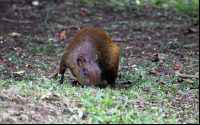        curi cancha agouti 
  - Costa Rica