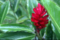        hotel lavas tacotal ginger flower 
  - Costa Rica