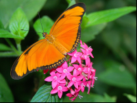        Orange Julia Butterfly On Top Of Red Flower La Paz
  - Costa Rica