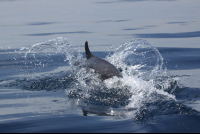        dolphin half submerged 
  - Costa Rica