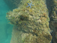        starfish on reef 
  - Costa Rica