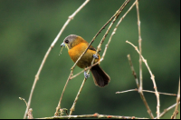        pocosol female tanager 
  - Costa Rica