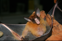        Bat Tirimbina
  - Costa Rica