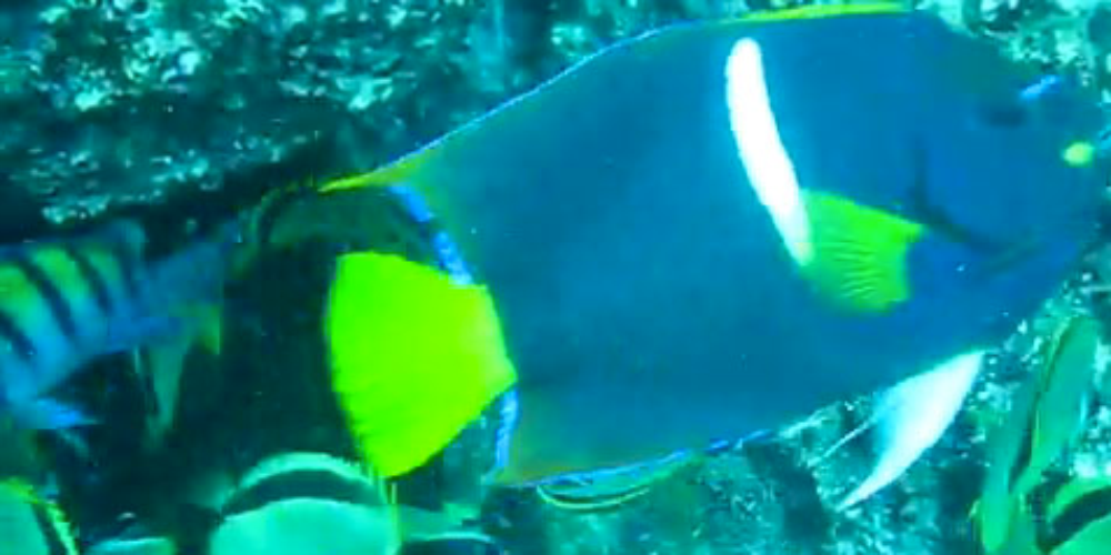        fish frenzy catalina islands
  - Costa Rica